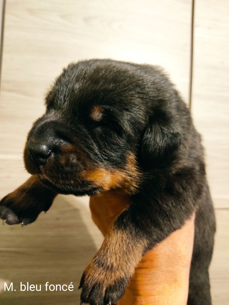 De la plaine royale - Chiots disponibles - Berger de Beauce