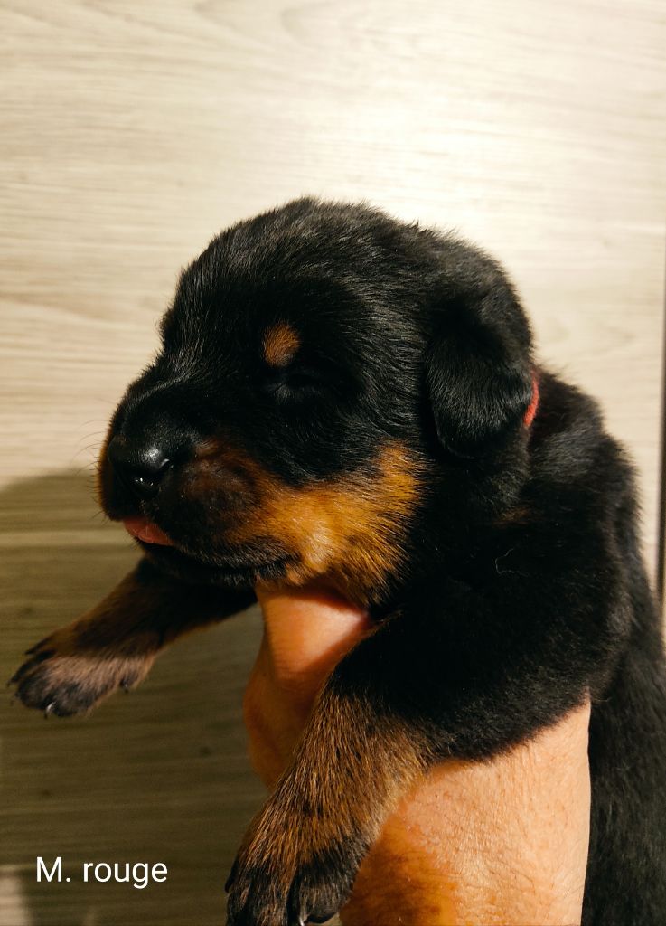 De la plaine royale - Chiots disponibles - Berger de Beauce